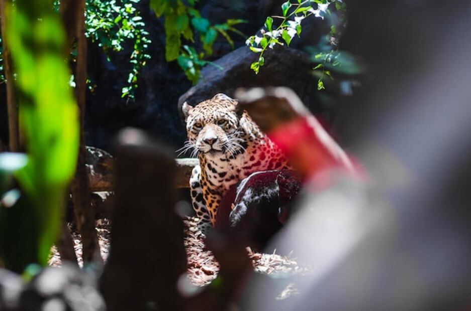La desaparición de estas especies tendría un impacto devastador en la biodiversidad. Fuente: Freepik.