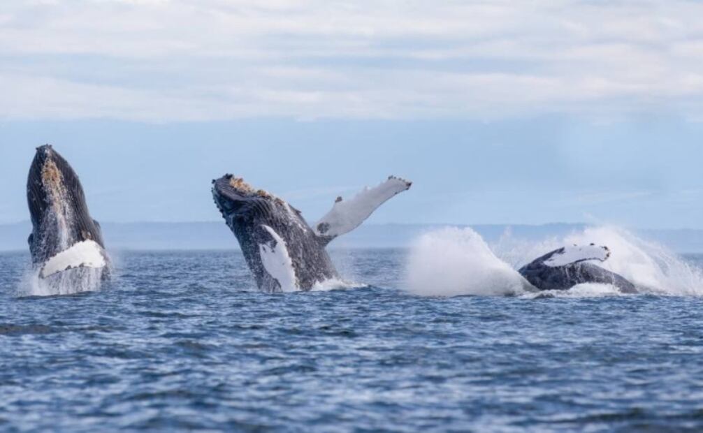 Llegada de ballenas a las costas de Baja California Sur (11/01/25) Foto: Archivo