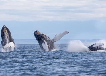 FOTOS Ballenas jorobadas visitan El Salvador; fomentan conciencia ambiental y turismo ecológico