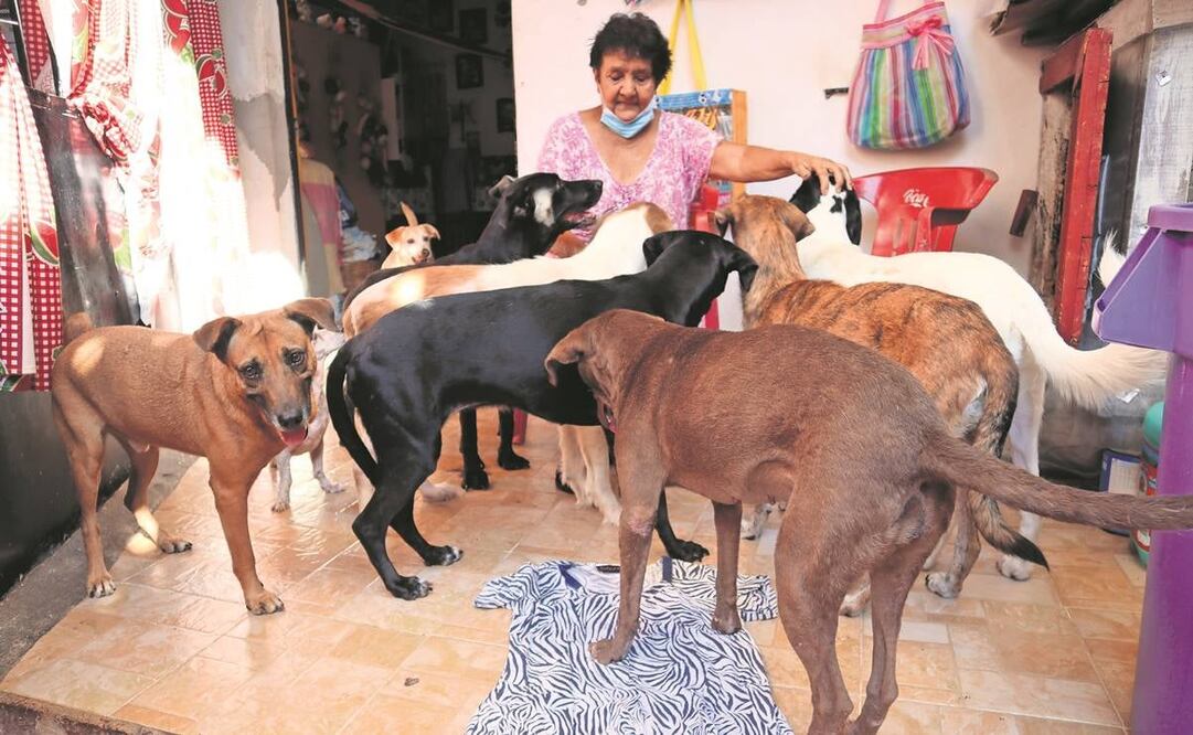 Doña Carlota suplica ayuda en las redes sociales para que la sociedad de Tapachula le ayude a comprar medicamentos y solventar estudios médicos que salven la vida de varios perritos que rescató de la calle.