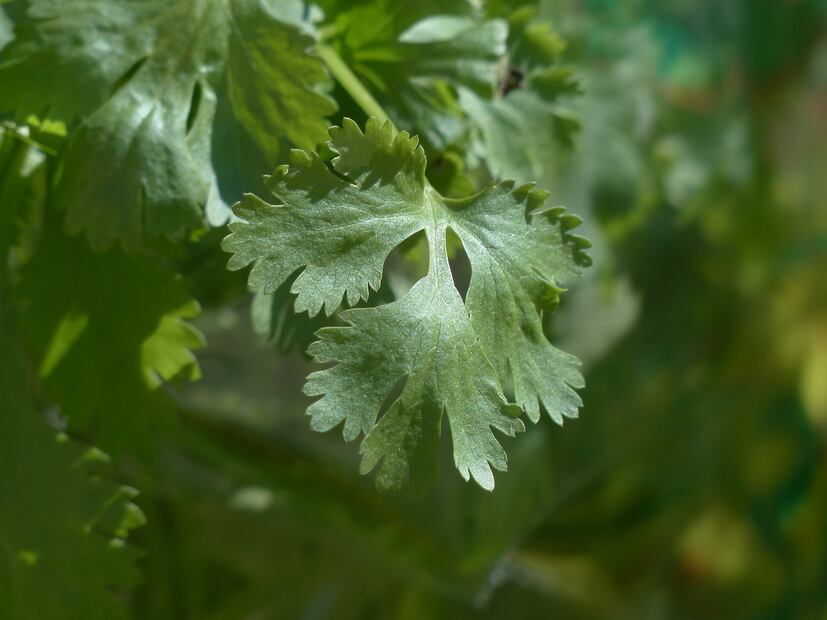 Cilantro y salud. Fuente: Pixabay