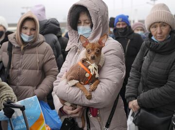 La compañía de un perro reduce un 50% la probabilidad de sufrir una discapacidad