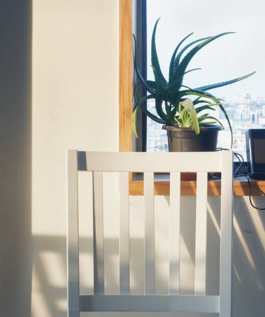 Plantas que sirven para decorar la habitación y mejorar tu salud