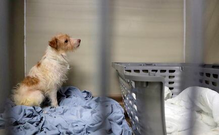 Buscan que seguro de accidentes también cubra gastos de perros atropellados