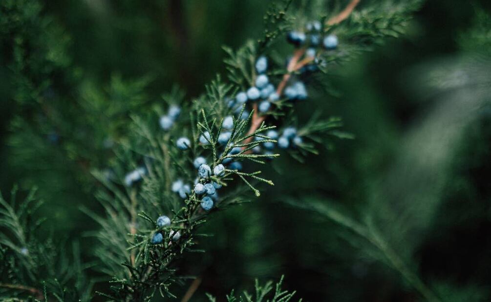 Beneficios del enebro. Foto: Albina White / Pexels