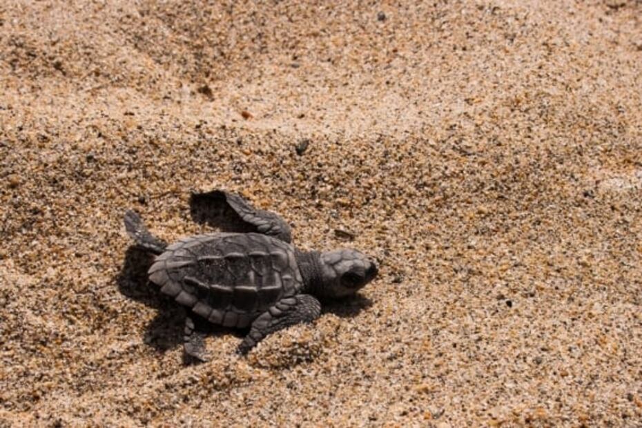 10 actividades de naturaleza para hacer en Puerto Vallarta