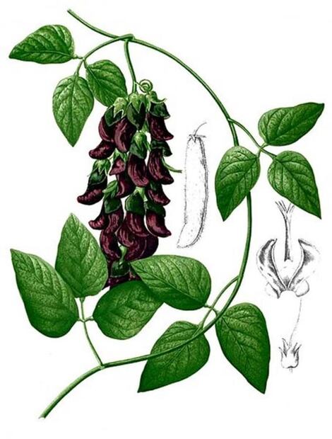 Mucuna, el frijol terciopelo milagroso 