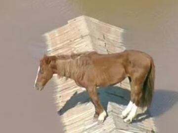 VIDEO: Caballo queda atrapado en el techo de una casa, en medio de las inundaciones en Brasil