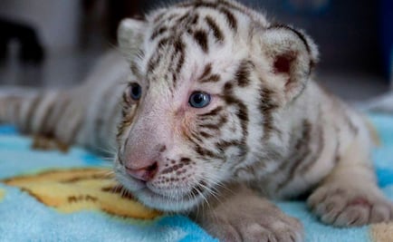 ¡Participa! El Parque Ecológico “Zacango” busca nombre para dos hembras de tigre blanco. Aquí la dinámica 