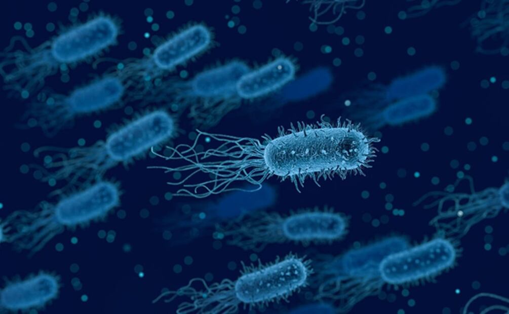 bacteria. / Foto: Pixabay.