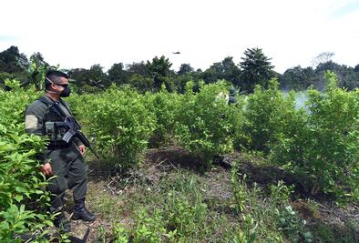 Lucha antidrogas en Colombia llega a parques nacionales naturales