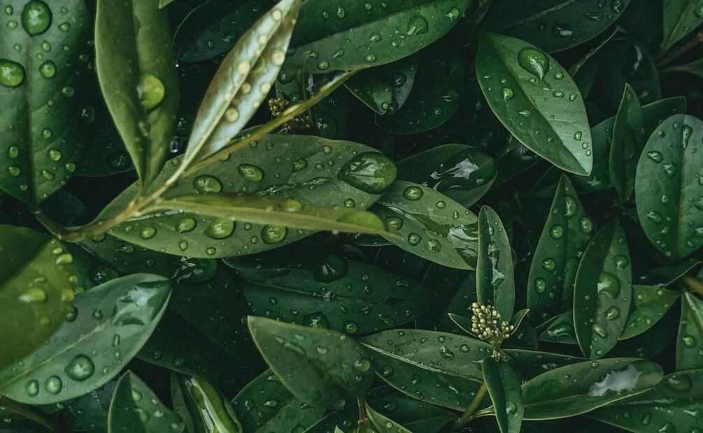 Foto: Альбина / Pexels