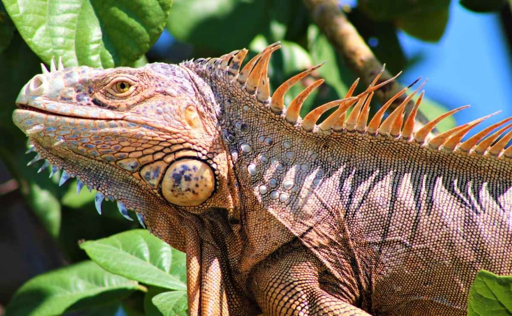 Iguana verde (iguana iguana) en Banco Chinchorro, Quintana Roo: Foto: Conanp