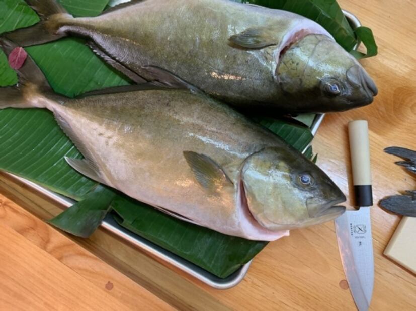 Kampachi, uno de los reyes marinos de México para el mundo