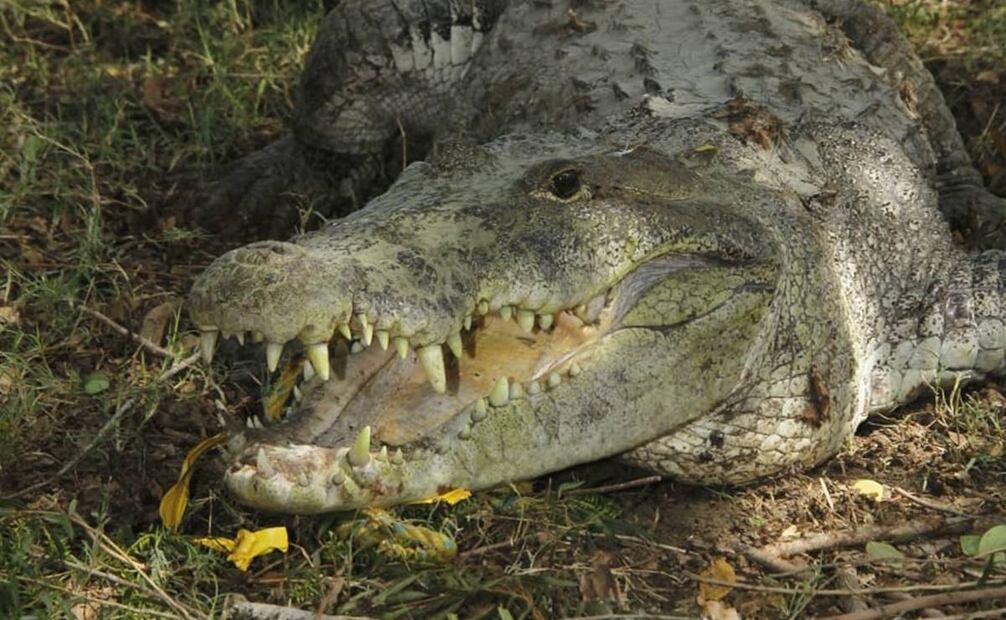 Debido a la sobrepoblación de cocodrilos que se registra en las lagunas de los municipios de Ciudad Madero se trata de prevenir riesgos a los pobladores. Foto: especial