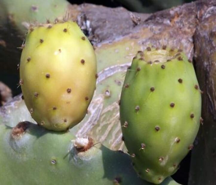 7 alimentos para limpiar el hígado