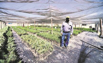 “Sembrando vida, sin impacto social”