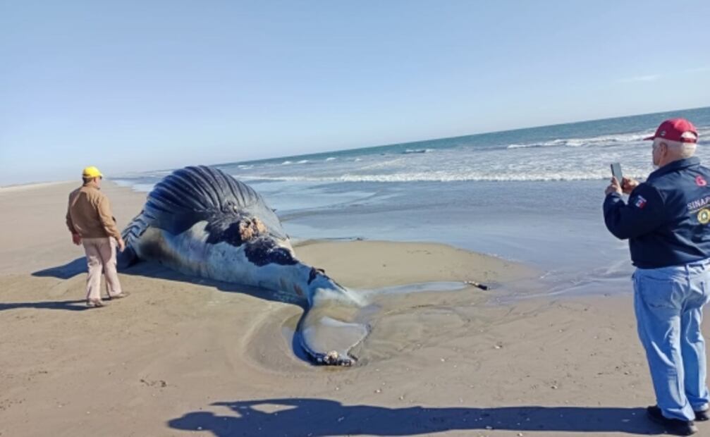 Hallan ballena de más de 8 metros de largo muerta en playas de Guasave, Sinaloa