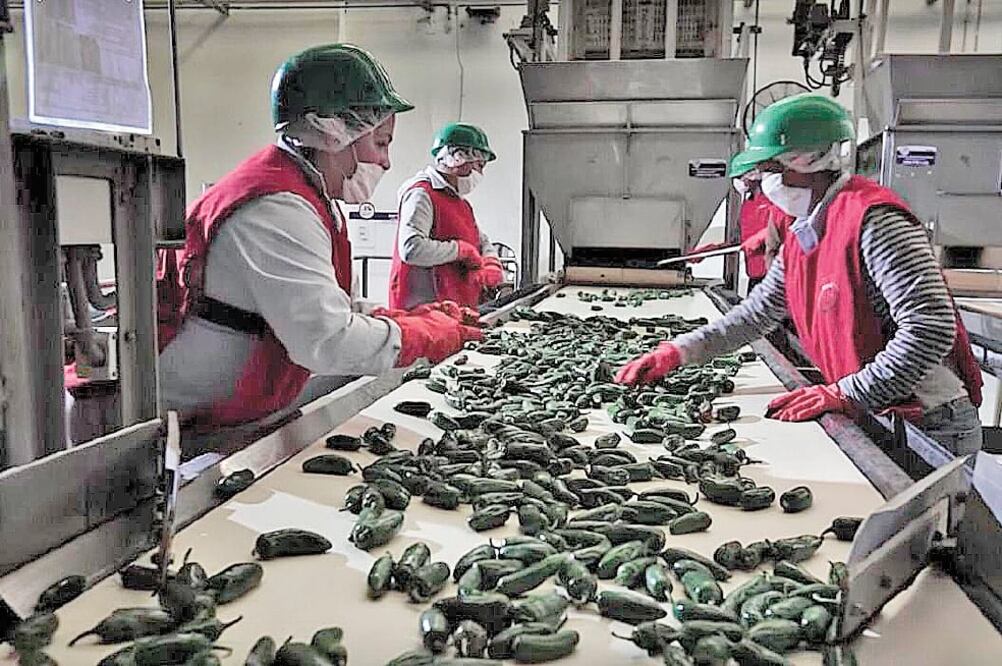 La agroindustria es uno de los sectores que han sido apoyados por la inversión del gobierno de Sinaloa. Foto: Archivo/EL UNIVERSAL