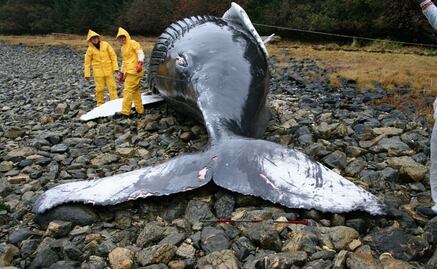 La NASA investiga si las tormentas solares hace varar a los cetáceos
