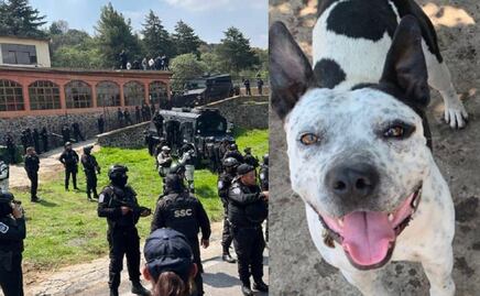 Liberan a entrenador de perros arrestado durante balacera en Topilejo; busca a lomitos desaparecidos durante enfrentamiento