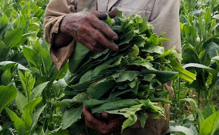 El tabaco podría ser la solución contra malaria