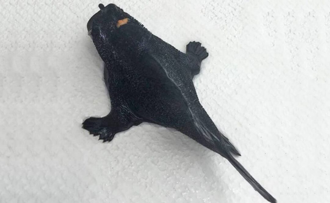 Frogfish tiene el récord de mordida más rápida que cualquier vertebrado. Foto: Facebook Museum of New Zealand Te Papa Tongarewa