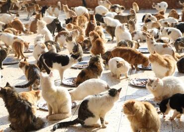 Santuario de gatitos rescata animales sin hogar ni familia por terremotos en Siria