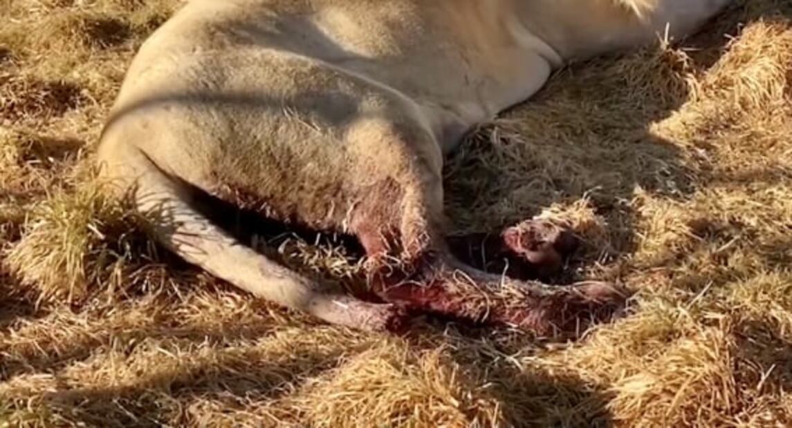 "Así me llegaron", dice fundador the Black Jaguar-White Tiger por videos de felinos maltratados