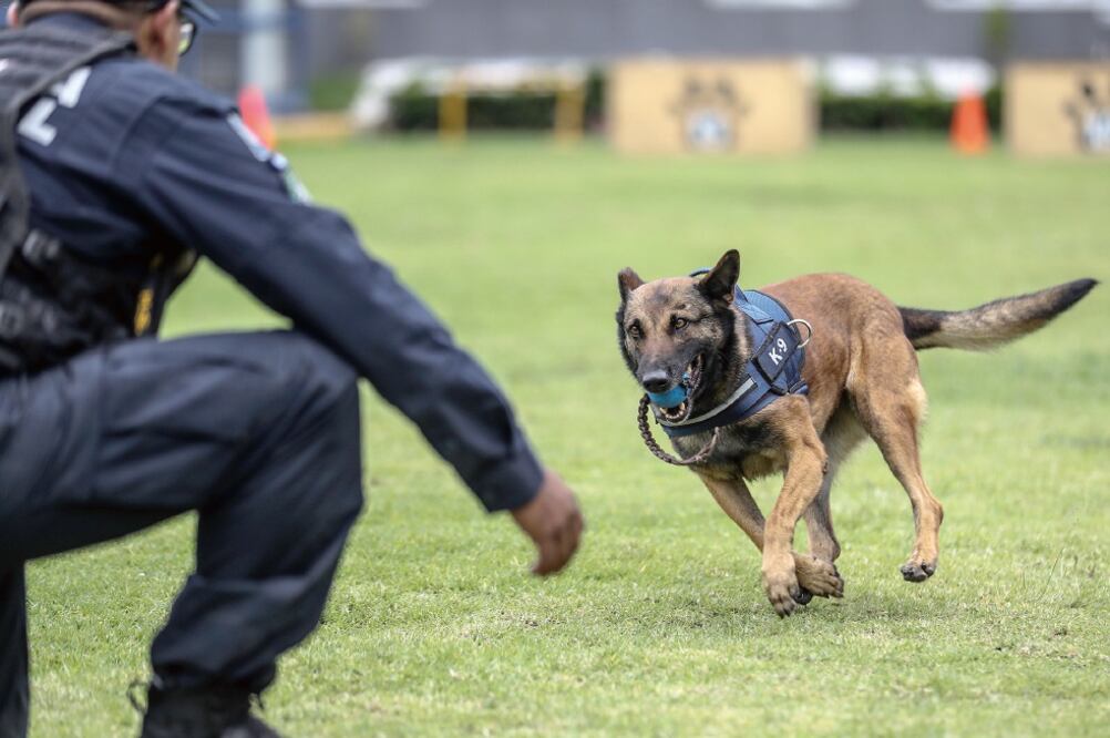 El oficial canino Khublay fue requerido en desastres como la explosión en la Torre de Pemex, donde se ubicaron a tres personas entre los escombros, y en rescate de los desastres naturales de Haití, Guatemala y Ecuador. (CARLOS REYES GARCÍA . EL UNIVERSAL)