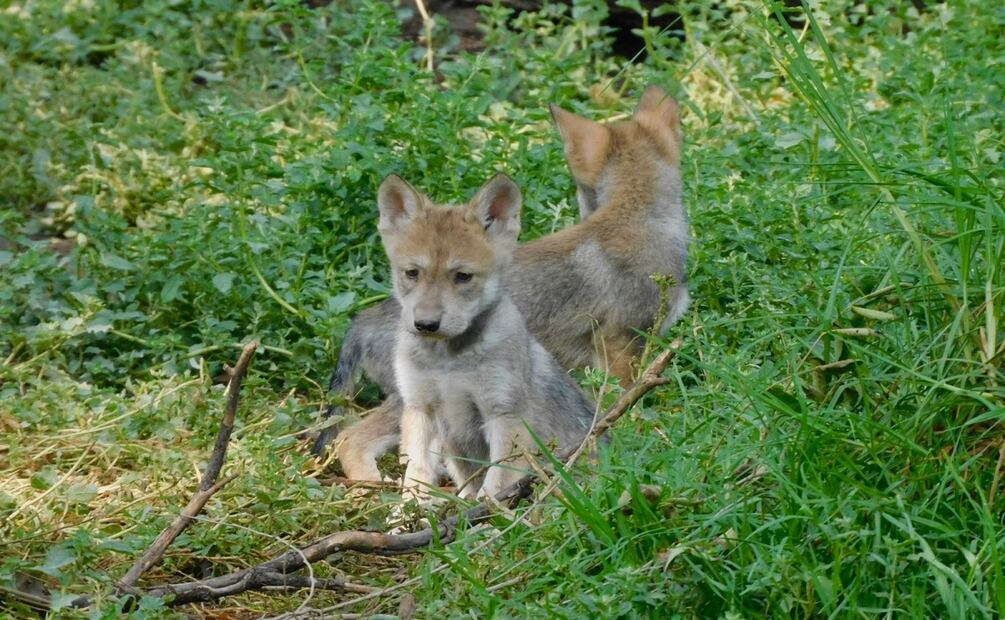 Nacen cuatro crías de lobo mexicano en San Juan de Aragón; símbolo del éxito en la recuperación de la especie. Foto: Especial