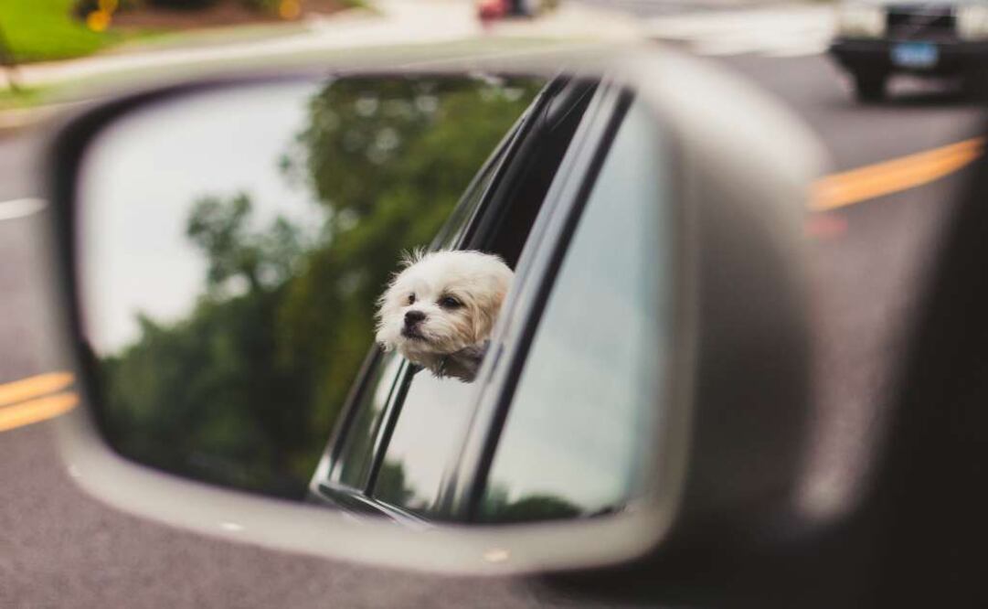 En Italia, estás obligado a ponerle el cinturón de seguridad a tus mascotas. (Foto: Patrick)