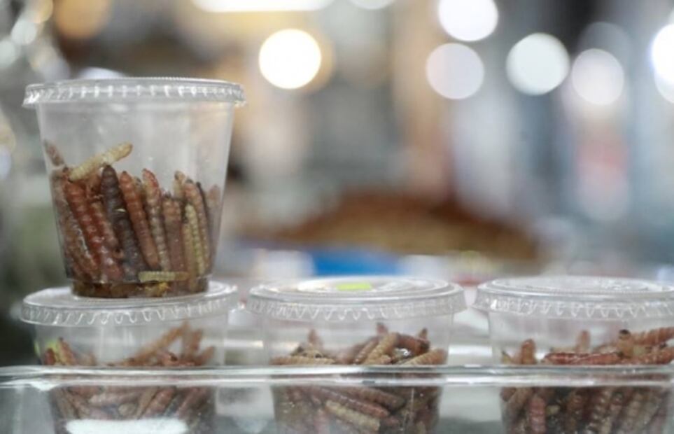 Prepara salsas y antojitos con insectos 