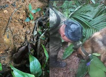 Una mala... Wilson, perro rescatista de las Fuerzas Militares que buscaba a niños indígenas, sigue extraviado