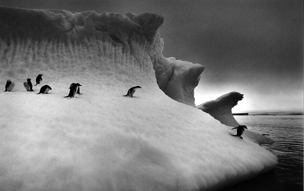 Imagen de Sebastião Salgado de pingüinos de Adelia en la bahía Rope, Antártida. Foto: AP/Sebastião Salgado, Amazonas Images