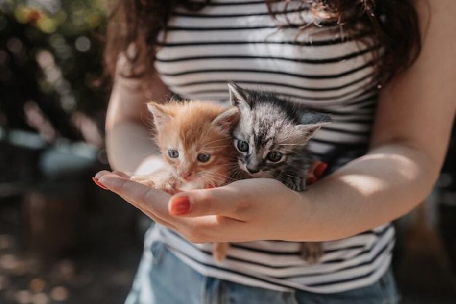 Tocar a los gatitos recién nacidos puede conllevar varios riesgos. Fuente: Freepik.