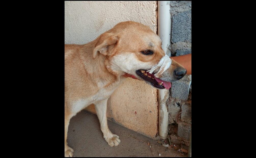 La perrita que logró saltar de la patrulla fue auxiliada y le quitaron la cinta del hocico. Foto: Especial
