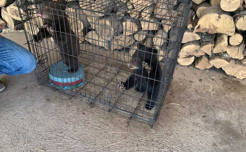 Profepa rescata a hermanos osos. Foto: Especial