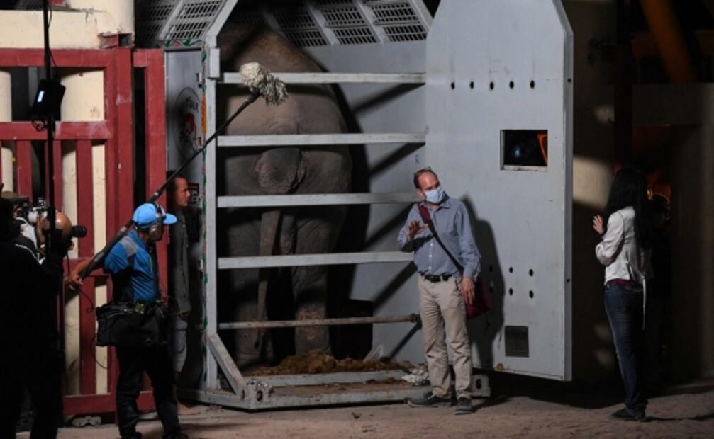 La historia de Kaavan, el “elefante más solitario del mundo” que fue liberado tras la presión de Cher
