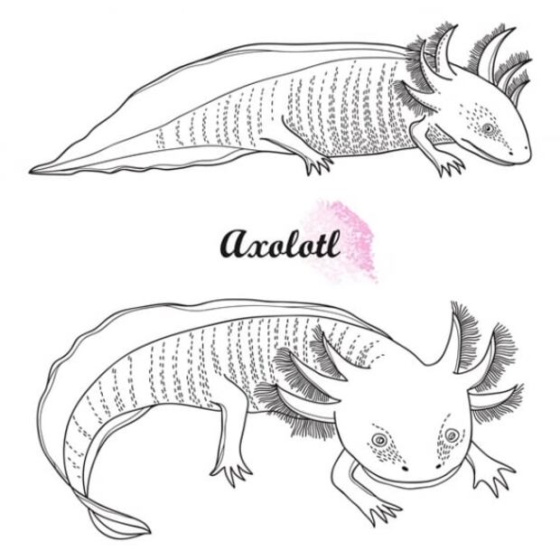 Dónde vive el ajolote, especie de México en peligro de extinción