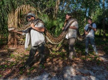 Biólogos capturan pitón de Birmania más pesado que se tenga hasta ahora en Florida