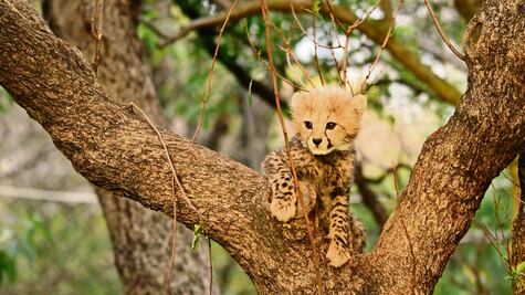 Héroes anónimos (y mal pagados) dejan ver su lucha en Born to be wild