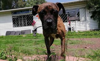 SSC y Metro de la Ciudad de México alistan jornada de adopción de perros y gatos; conoce dónde y cuándo