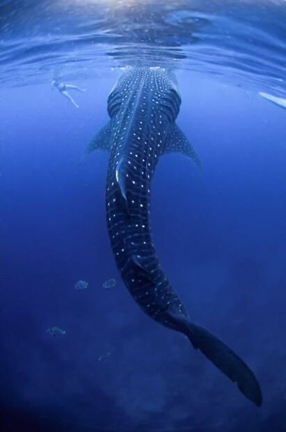 Tiburón ballena: nada con el pez más grande del mundo en La Paz