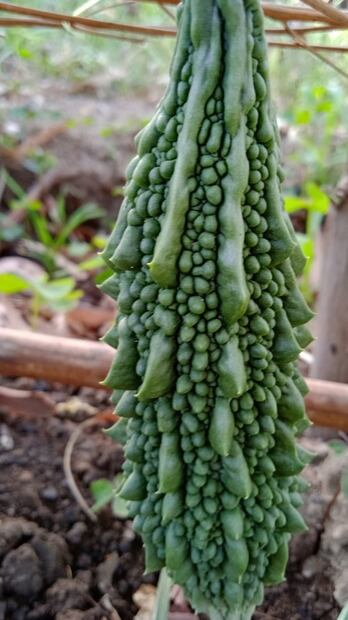 Conoce el melón que reduce los niveles de azúcar en sangre