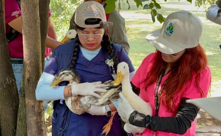 Comienzan rehabilitación y recuperación del lago del Parque Ecológico Huayamilpas; se dio como se planeó, dice el alcalde
