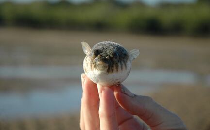 Muere mujer después de comer un pez globo en Malasia; su pareja está en estado crítico