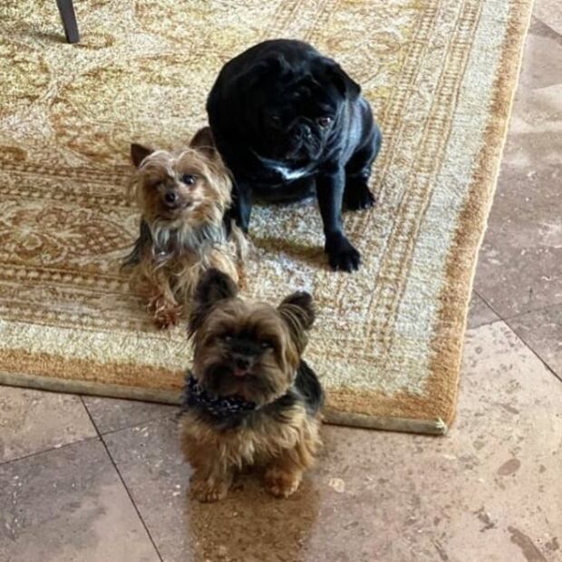 Estos son los adorables perros de la “Doctora Polo” de “Caso Cerrado”