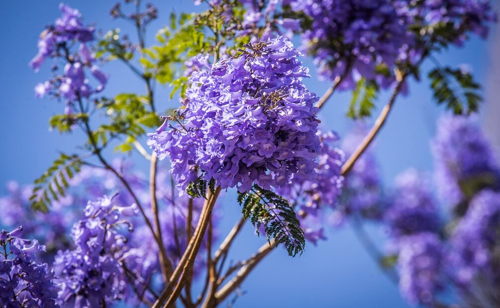 Flor de jacaranda. Foto: Germán Espinosa / EL UNIVERSAL 