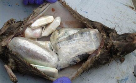 Arrojan ratas muertas rellenas de droga y con celulares a prisioneros británicos